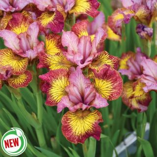 Fiddles on Fire Iris Thumbnail